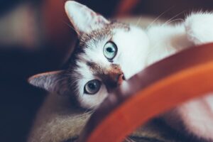 Read more about the article Οι γάτες είναι μαγικά πλάσματα – έχουν ενσυναίσθηση και μπορούν να θεραπεύσουν το μυαλό, το σώμα και την ψυχή