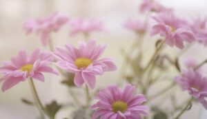 Read more about the article Τα φρέσκα λουλούδια στο σπίτι μειώνουν το στρες και τον πόνο