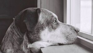 Read more about the article Αφιερωμένο σε όλους εμάς που έχουμε σκύλο στο σπίτι: «Ποίημα ενός σκύλου»